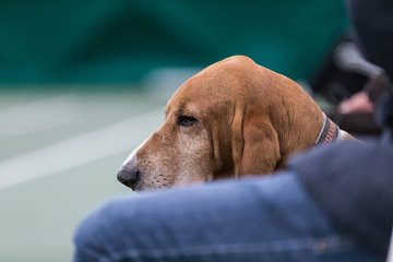 Bild 75 - RL TC RW Wahlstedt - Der Club an der Alster : Ergebnis: 1:5